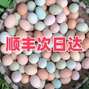 20枚 農家散養正宗土雞蛋自由覓食放養綠殼烏雞蛋混合裝 順豐 包郵