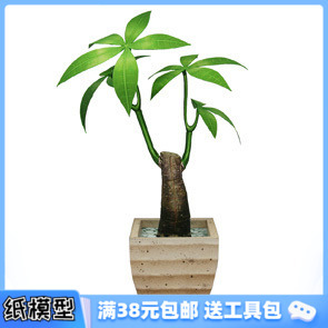 3D紙模型手工diy禮物 發(fā)財樹 仿真植物