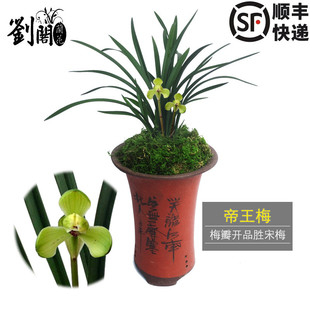 冬帶花苞出售 帝王梅 開品勝宋梅蘭花苗 春蘭梅瓣精品 劉閣蘭花