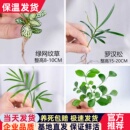 迷你小綠植羅漢松白掌紅掌綠蘿竹柏九里香網紋草盆栽水培植物小苗
