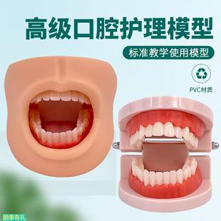 保健模型 口腔清潔模型 口腔牙護(hù)理 帶臉頰 高級口腔清潔模型