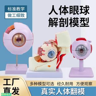 人體眼球模型放大眼睛眼球結構構造解剖模型教學儀器眼珠玩具醫學