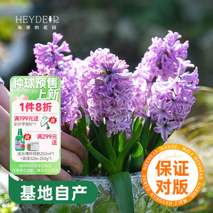 海蒂 花園風信子球根花卉陽臺花園盆栽地栽芳香花卉植物盆栽種球