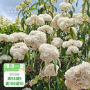 喬灌木繡球庭院露臺木本花卉植物花期長 繡球金山新品 海蒂 花園