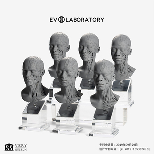 VM非常博物館EVO肌肉解剖歐亞非頭骨科教模型雕塑教學擺件美術