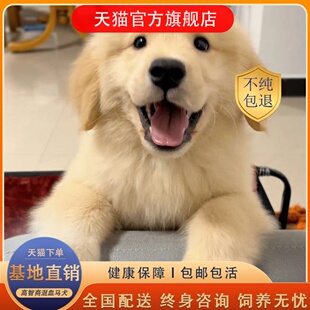 純種金毛幼犬活體狗狗導盲犬金毛犬巡回獵犬家養金毛狗小狗寵物狗