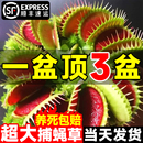 超大捕蠅草盆栽豬籠草苗驅蚊綠植物食人蟲草花卉幼兒園室內好養活
