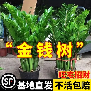 金錢樹盆栽植物室內花卉客廳四季 常青好養綠植大搖錢串子小發財樹