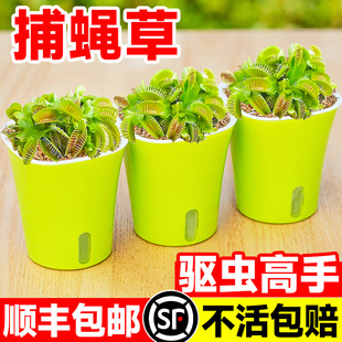 超大捕蠅草盆栽豬籠草茅膏菜食蟲(chóng)綠植物水培趣味驅(qū)蚊食人花捕蟲(chóng)草