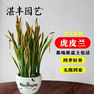 虎皮蘭綠植大花盆金邊盆栽多肉植物大型室內(nèi)客廳花卉綠植室內(nèi)花卉