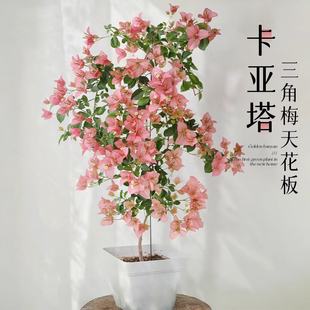 新品 卡亞塔三角梅盆栽帶花苞室內花卉植物陽臺老樁綠櫻苗基地直發