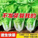 四季 奶油快菜種子小白菜菜籽耐熱速生快菜種孑陽臺蔬菜籽種大全