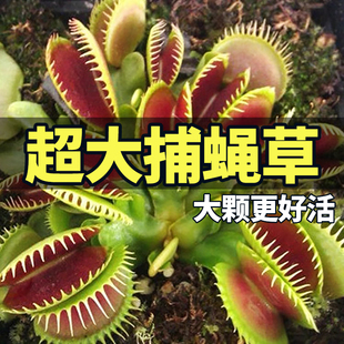 捕蠅草豬籠草食蟲(chóng)草食人花驅(qū)蚊草捕蚊草食蚊草超大捕蟲(chóng)草趣味盆栽