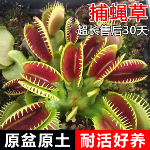 捕蠅草盆栽苗豬籠草植物食人花撲蠅草捕蟲(chóng)草驅(qū)蚊花卉食人魚(yú)客廳