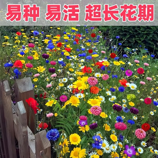 花種子四季播種開花易種活花種籽子野花組合花籽庭院室外花籽種子