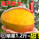 特大青忙果當季 包郵 斤水果芒果整箱 四川攀枝花凱特芒果新鮮10應季