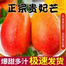 包郵 熱帶特產大果甜9斤 整箱時令應季 廣西貴妃芒芒果新鮮水果當季