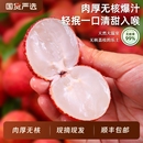 爭(zhēng)鮮正宗無核荔枝無籽新鮮桂當(dāng)季 水果味海南現(xiàn)摘現(xiàn)發(fā)順豐空運(yùn)品種
