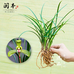 蘭花苗春蘭名貴盆栽花卉植物室內(nèi)蘭草國蘭濃香不帶花苞 逸品