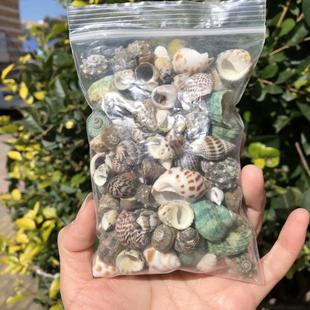 飾品調節水質硬度專用殼 豆丁寄居蟹替換殼天然海螺貝殼魚缸裝 包郵