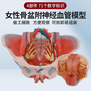女性骨盆附盆底肌及神經血管模型 骨盆模型 帶腰椎盆骨生殖器解剖