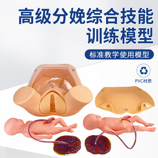 高級分娩綜合技能訓練模型 分娩機制示教模型 分娩助產示教模型