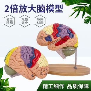 2倍大腦功能分區模型色彩區分腦放大腦干模型可拆卸4部件教學醫學