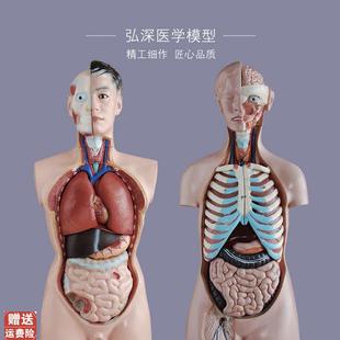 軀干模型人體內(nèi)臟胸腹部器官解剖心F肝脾肺腎五臟六腑醫(yī)學(xué)教學(xué)拼