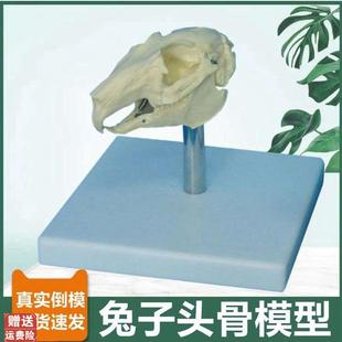 兔子骨骼模型仿真頭骨標本可x活動貓牙齒犬牙齒獸醫寵物醫生用動
