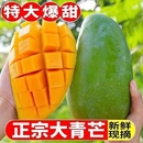 高山大青芒芒果新鮮當季 采摘青皮純甜水果金煌芒現摘