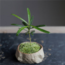 海島羅漢松指尖微型盆栽桌面迷你拇指好養植物掌中寶盆景觀葉綠植