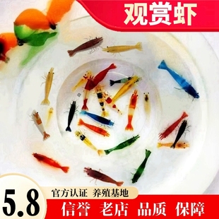 七彩觀賞蝦淡水除藻蝦極火蝦藍(lán)寶石蝦黑殼蝦黃金背米蝦魚(yú)缸寵物蝦