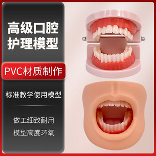 保健模型 口腔清潔模型 口腔牙護理 帶臉頰 高級口腔清潔模型