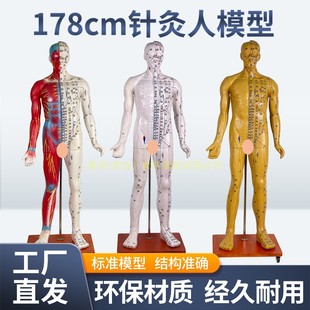 170CM人體針灸模型針灸銅人模型178cm中醫(yī)經(jīng)絡穴位模型 穴位清晰