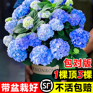 繡球花苗無盡夏四季 花卉植物室內花 繡球花盆栽開花庭院好養
