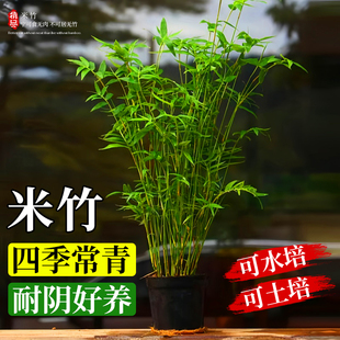 米竹水培植物室內好養富貴竹金山棕竹客廳招財旺宅水竹子綠植盆栽