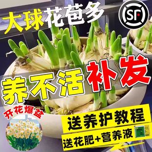 漳州水仙花種球盆栽水養(yǎng)帶花苞風信子水培植物室內(nèi)四好養(yǎng)耐寒花卉