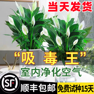 白掌盆栽一帆風順綠蘿籮花卉植物室內花水培紅掌綠植發財樹吸甲醛