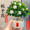 獨桿棒棒糖梔子花盆栽四季 開花室內桌面茶幾好養花卉綠植造型盆景
