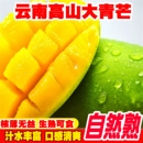 云南新鮮大青芒金煌芒特大水果生鮮整箱保山應季 熱帶生吃芒果 當季