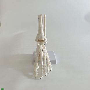1腳骨模型仿真塑膠骨頭模具z左右側(cè)跟骨距骨腳趾頭活動(dòng)足骨人體