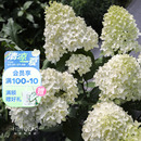 海蒂 花園圓錐繡球夏日美人木本植物大花庭院露臺花卉盆栽花苗