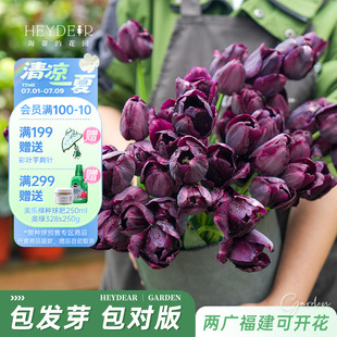 海蒂 花園旗艦店郁金香5度球陽(yáng)臺(tái)庭院花卉綠植盆栽裸球植物預(yù)售