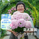 海蒂 花園魔幻海洋大花繡球花好養木本花卉陽臺庭院盆栽植物花苗