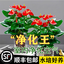紅掌盆栽鴻運當頭綠蘿花卉植物室內花水培白掌綠植發財樹凈化空氣