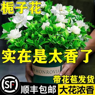 梔子花盆栽花卉植物室內綠蘿籮陽臺水培綠植茉莉花四季 好養九里香
