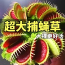 超大捕蠅草盆栽豬籠草耐寒綠植物食蟲草食人花卉幼兒園好養活室內