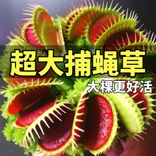 超大捕蠅草盆栽豬籠草耐寒綠植物食蟲草食人花卉幼兒園好養活室內