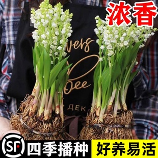 帶芽鈴蘭花苗帶根植物盆栽進口種球耐寒室內綠植花卉四季 播種易活