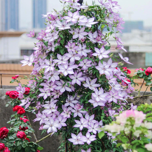 鐵線蓮爬藤植物庭院耐寒綠植盆栽小苗烏托邦銀幣陽臺四季 攀援花卉
